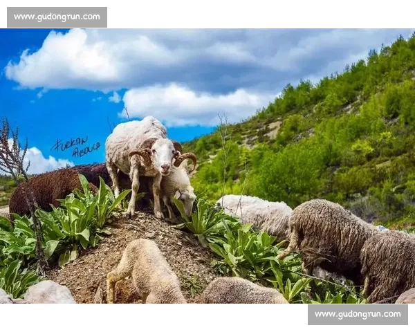 马库比赛:探索创新竞技模式与未来发展趋势的深度分析与思考